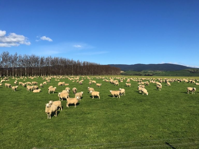 Lots of sheep