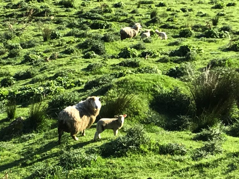 New Zealand Sheep 2