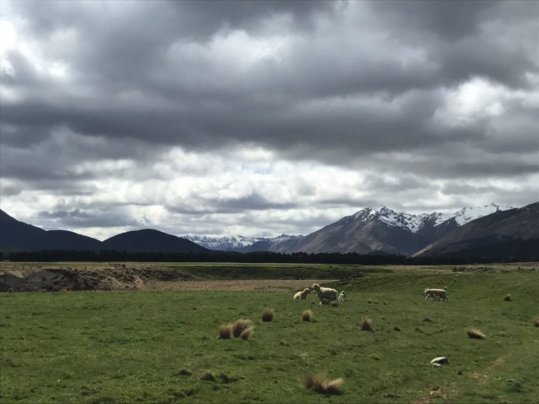 Real New Zealand Landscape